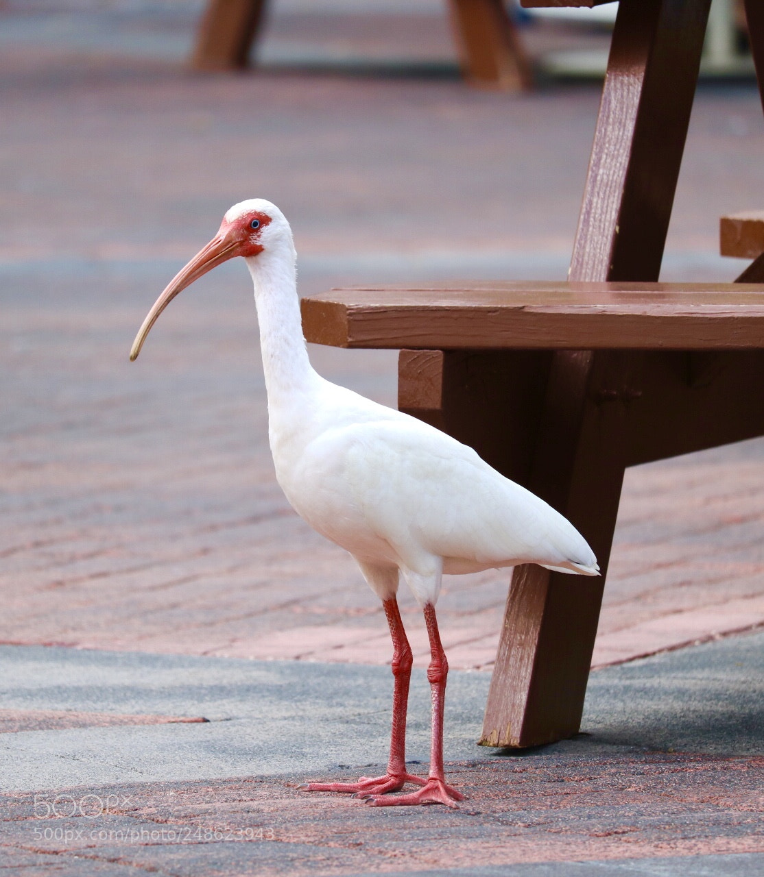 Canon EOS 750D (EOS Rebel T6i / EOS Kiss X8i) sample photo. Crane ! photography