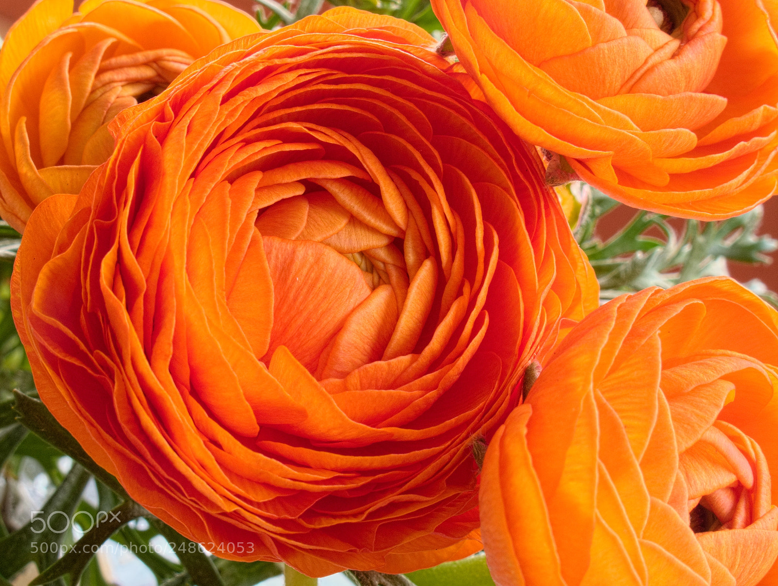 Canon PowerShot G10 sample photo. ...orange ranunculus photography