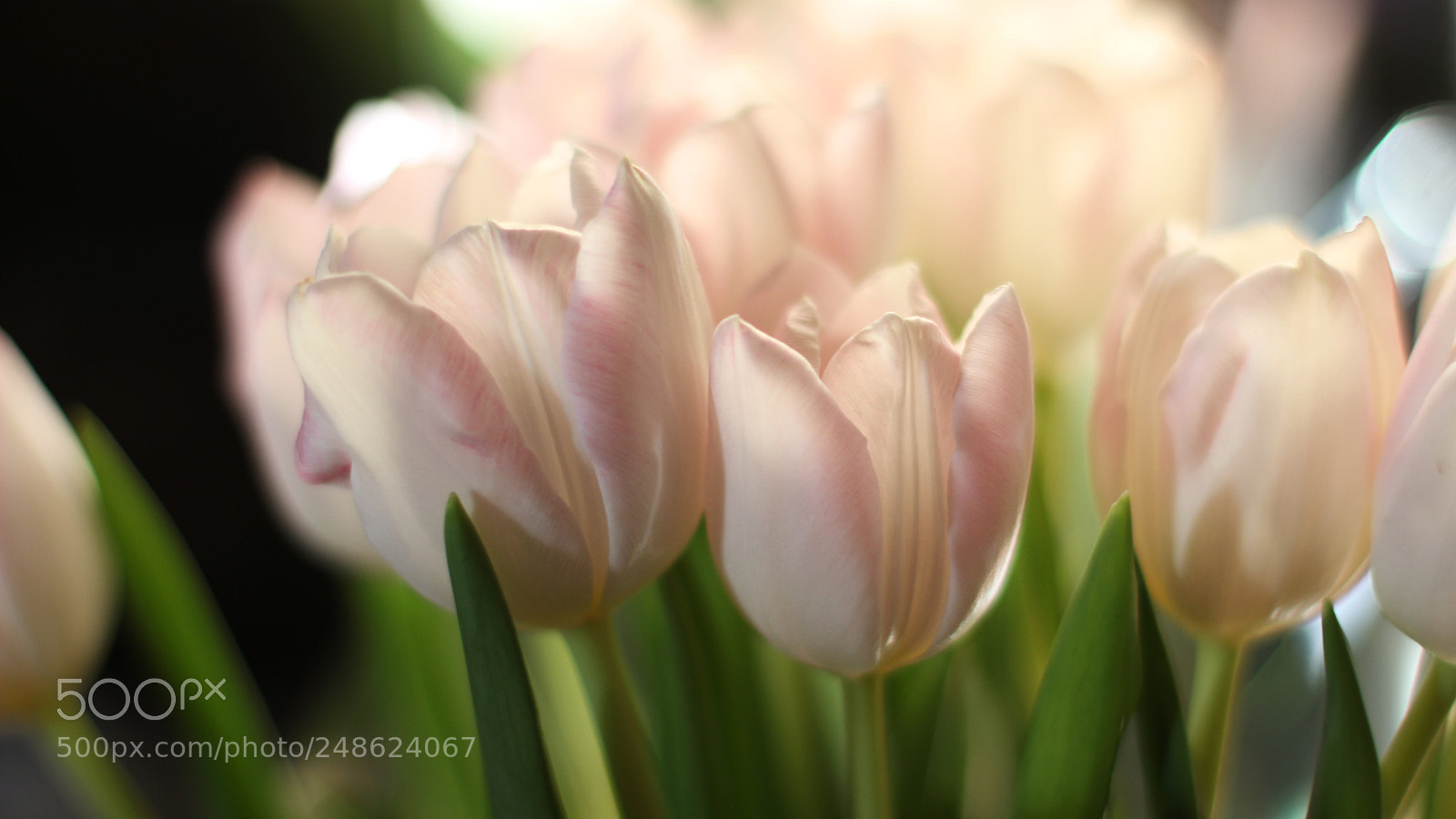 Canon EOS 600D (Rebel EOS T3i / EOS Kiss X5) sample photo. Spring is coming.. photography