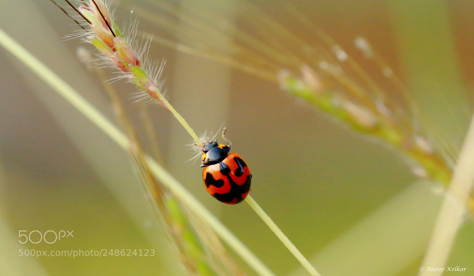 Canon EOS 700D (EOS Rebel T5i / EOS Kiss X7i) sample photo. On a narrow stem photography