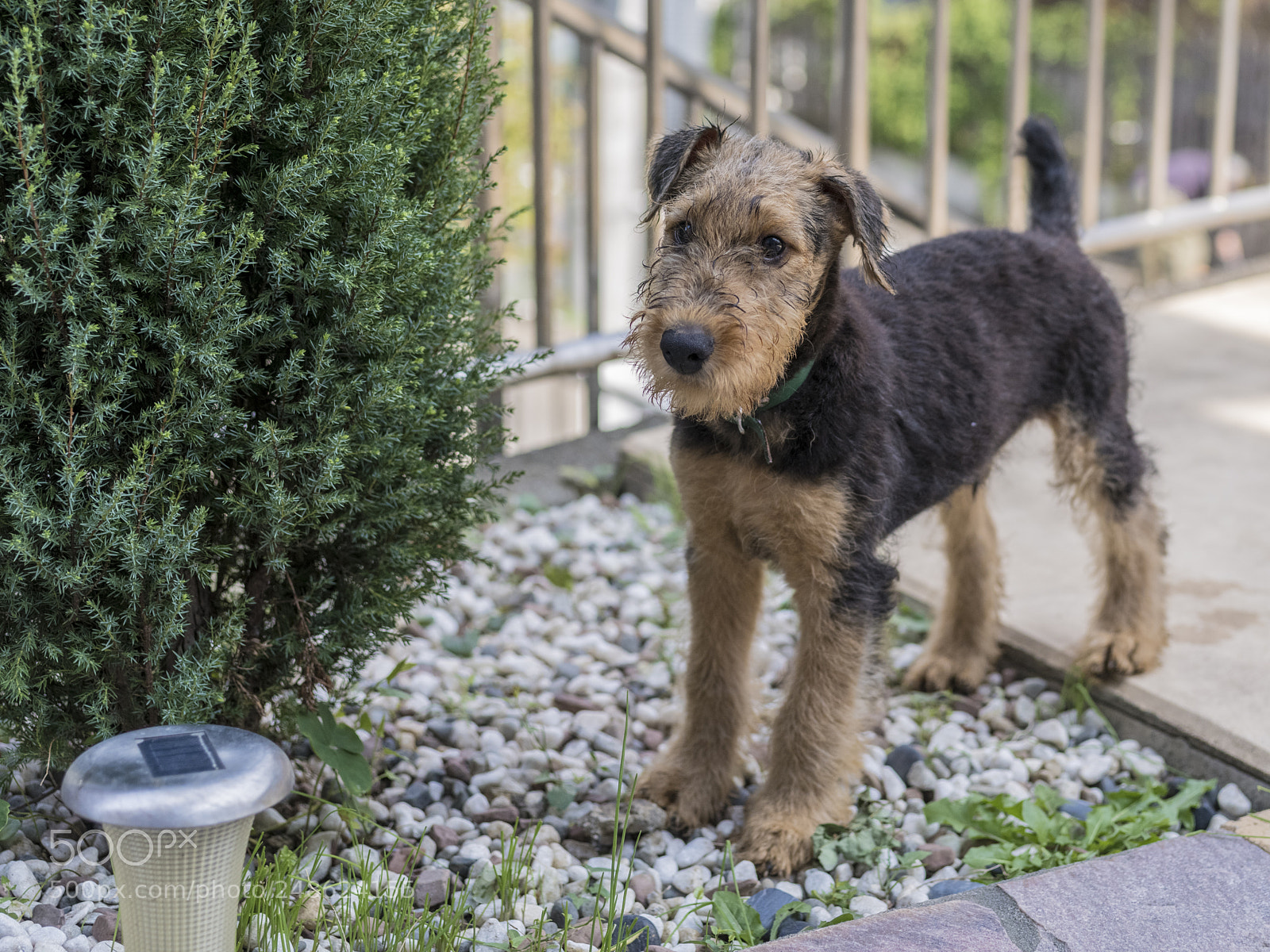 Pentax 645Z sample photo. He is shy 2 photography