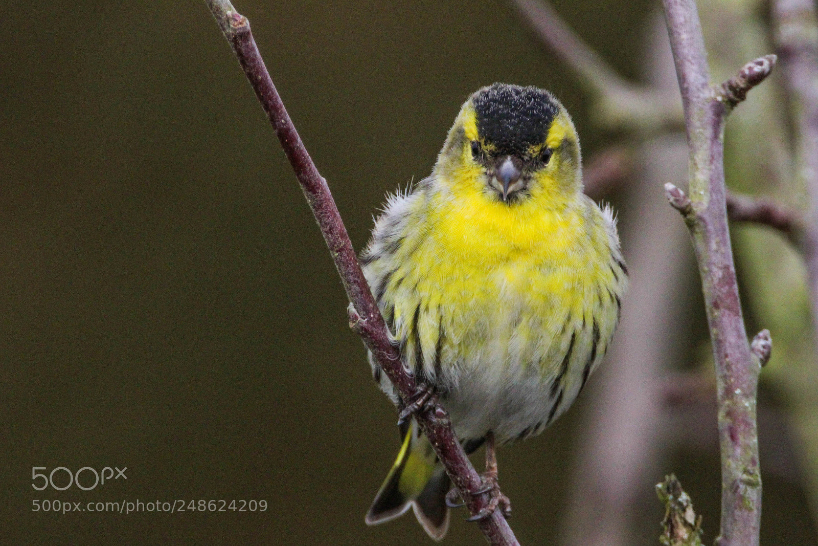 Canon EOS 700D (EOS Rebel T5i / EOS Kiss X7i) sample photo. Siskins photography