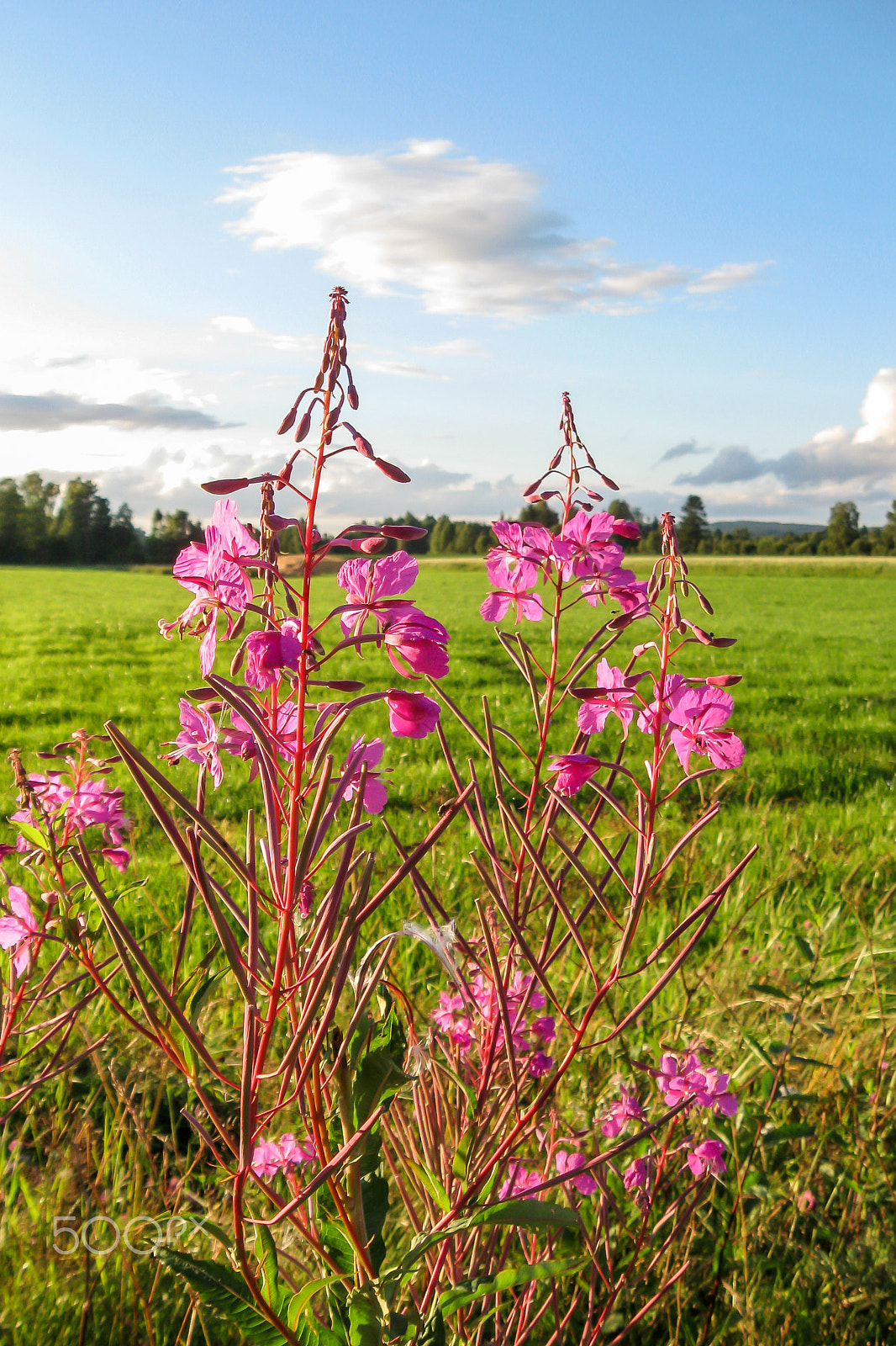 Canon PowerShot A590 IS sample photo. Fire weed photography