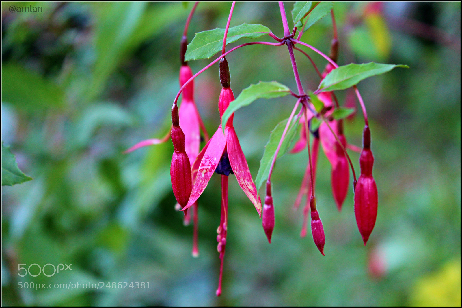 Canon EOS 1200D (EOS Rebel T5 / EOS Kiss X70 / EOS Hi) sample photo. Wild flowers of the photography