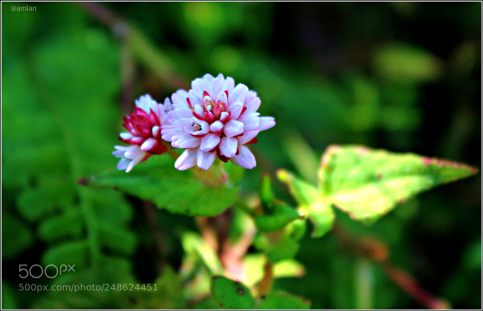 Canon EOS 1200D (EOS Rebel T5 / EOS Kiss X70 / EOS Hi) sample photo. Wild flowers of the photography