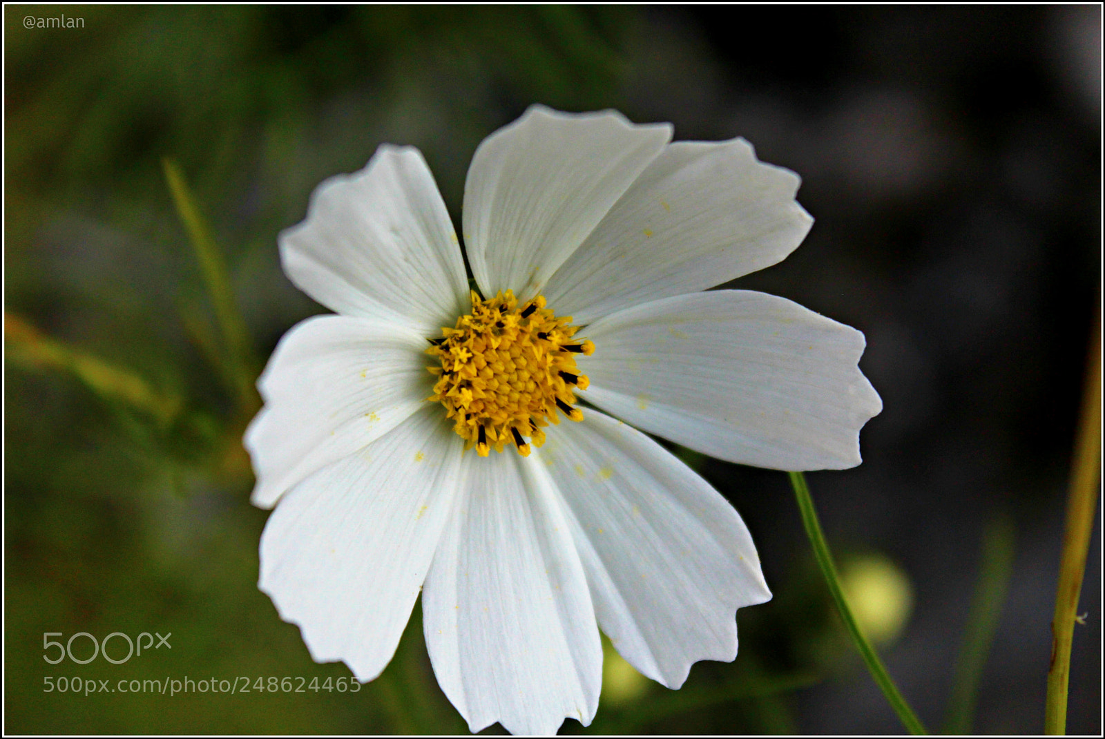 Canon EOS 1200D (EOS Rebel T5 / EOS Kiss X70 / EOS Hi) sample photo. Wild flowers of the photography