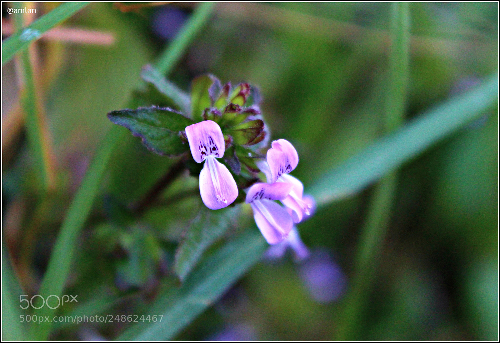 Canon EOS 1200D (EOS Rebel T5 / EOS Kiss X70 / EOS Hi) sample photo. Wild flowers of the photography