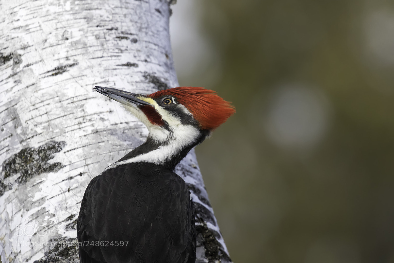 Canon EOS 7D Mark II sample photo. Pileated woodpecker close up photography