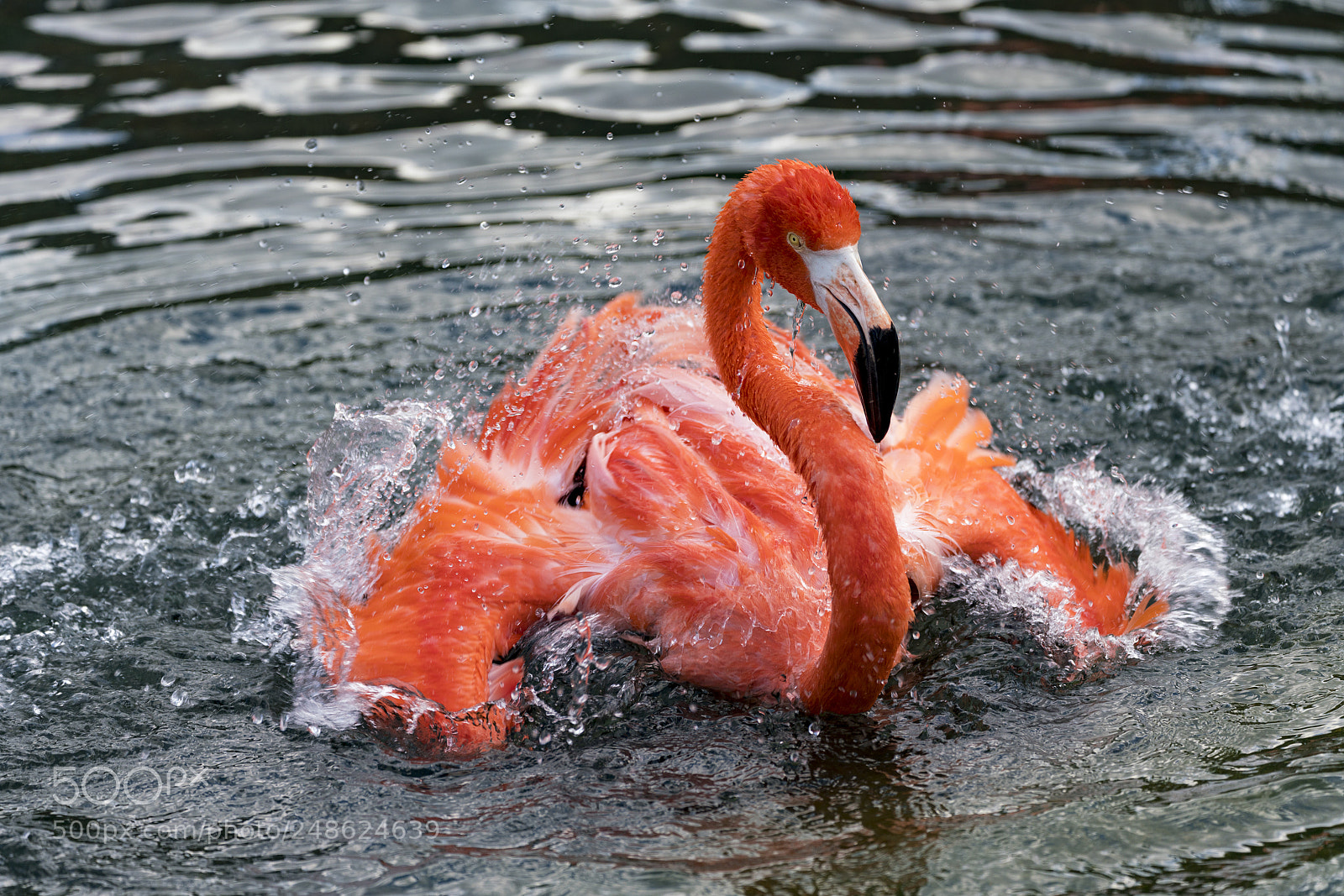 Sony a7R III sample photo. Flamingo splashing photography