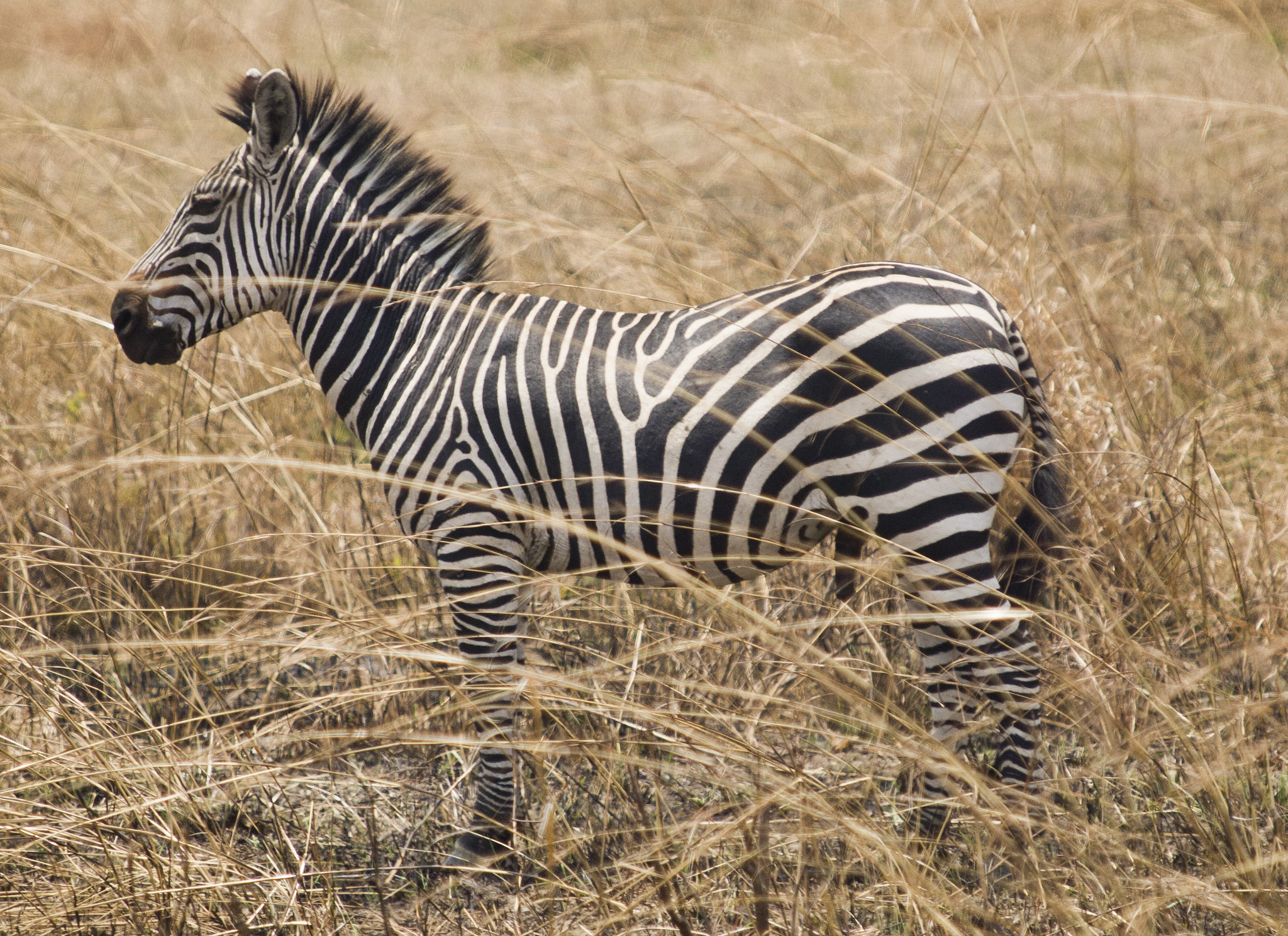 Olympus E-5 sample photo. Safari in africa photography