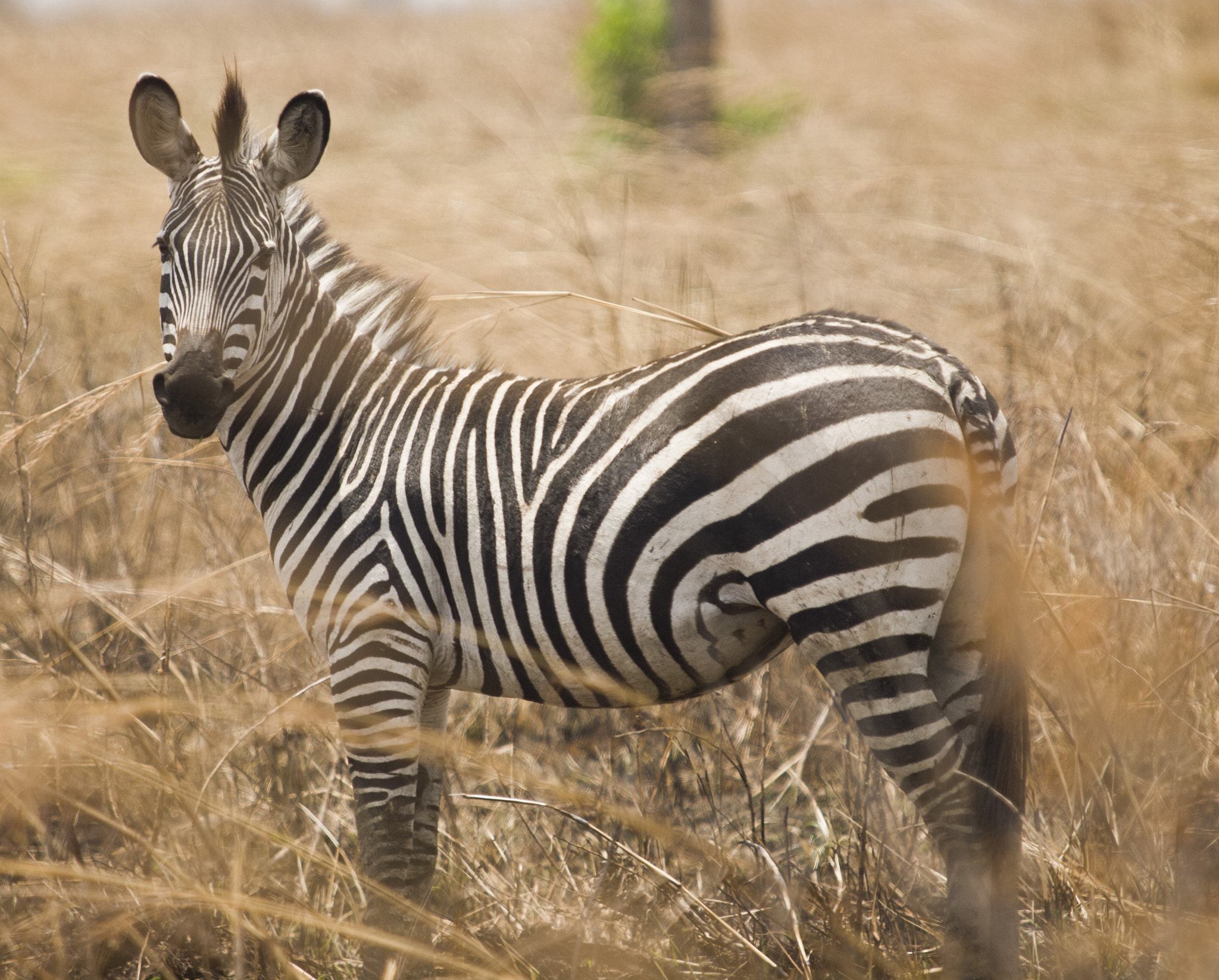 Olympus E-5 sample photo. Safari in africa photography