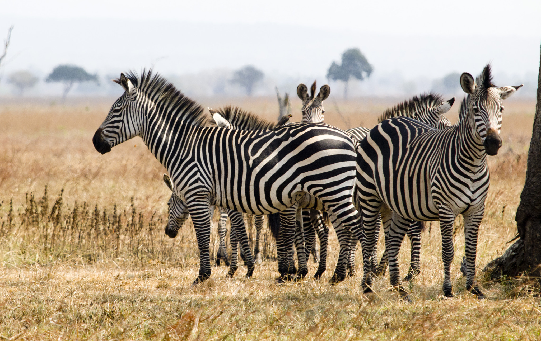 Olympus E-5 sample photo. Safari in africa photography