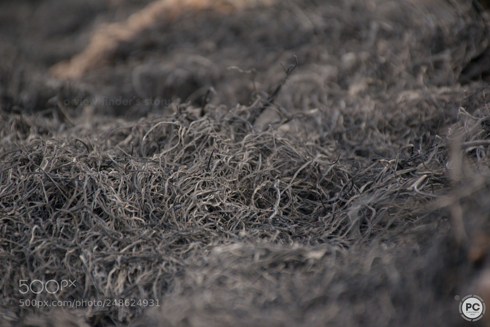 Nikon D5300 sample photo. Ash dust photography