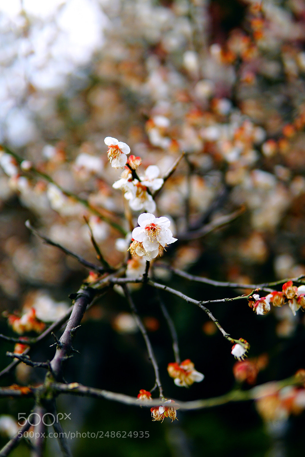 Sony a6000 sample photo. 春梅吐蕊 photography