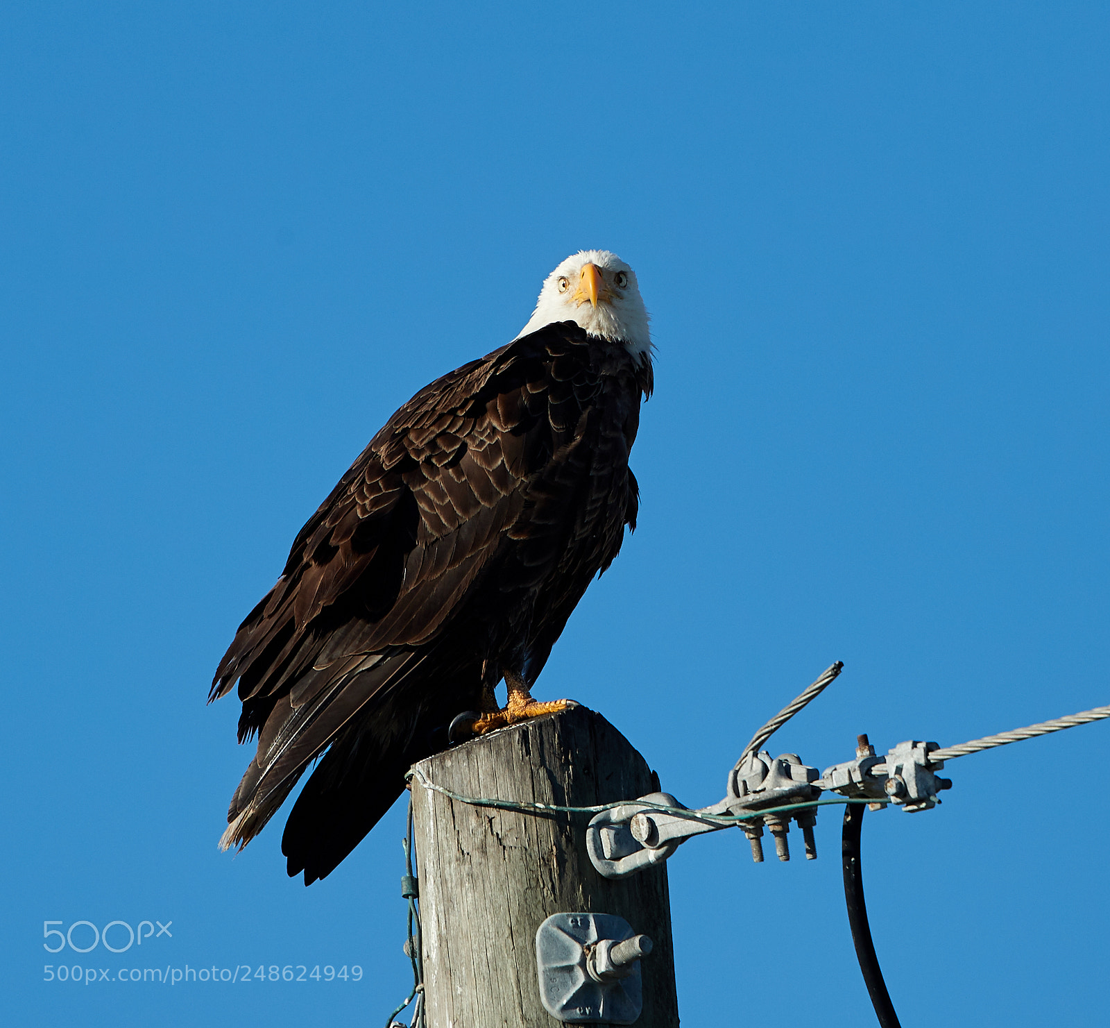 Canon EOS-1D X Mark II sample photo. 03-08-18-0006604.jpg photography