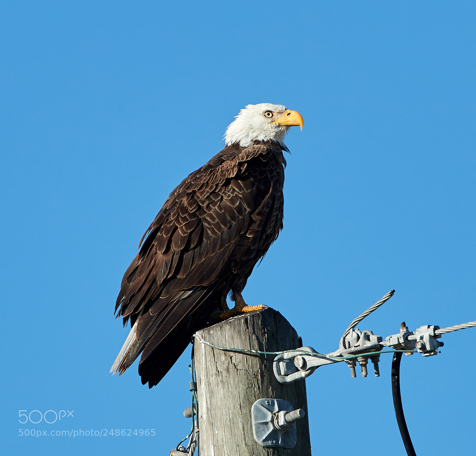 Canon EOS-1D X Mark II sample photo. 03-08-18-0006580.jpg photography
