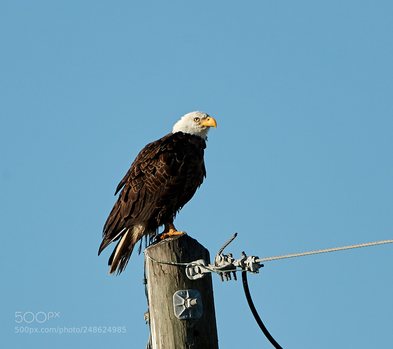 Canon EOS-1D X Mark II sample photo. 03-08-18-0006576.jpg photography