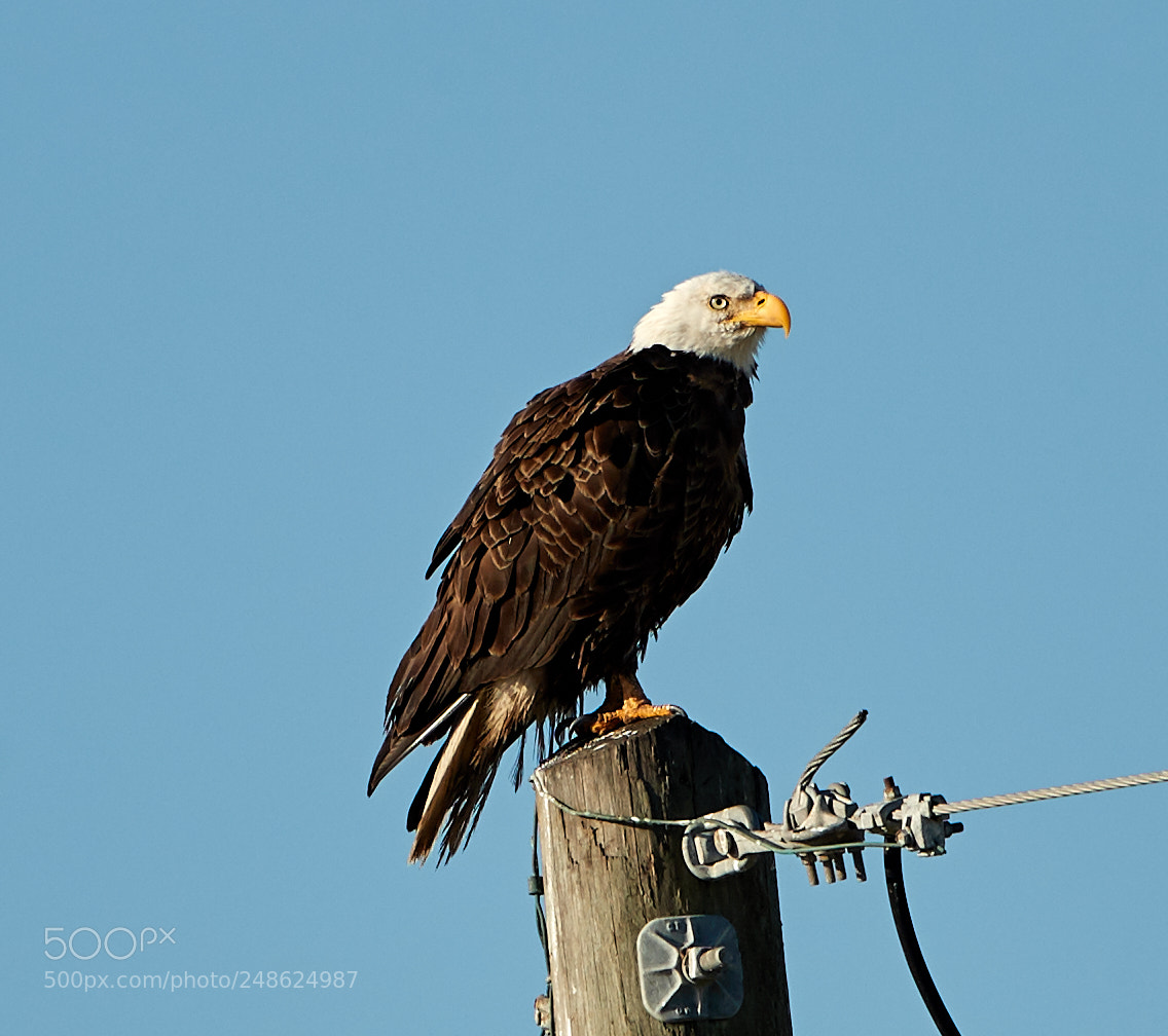 Canon EOS-1D X Mark II sample photo. 03-08-18-0006575.jpg photography