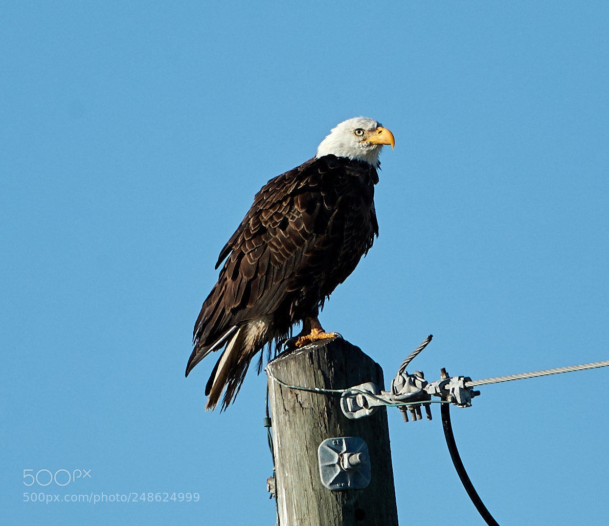 Canon EOS-1D X Mark II sample photo. 03-08-18-0006574.jpg photography