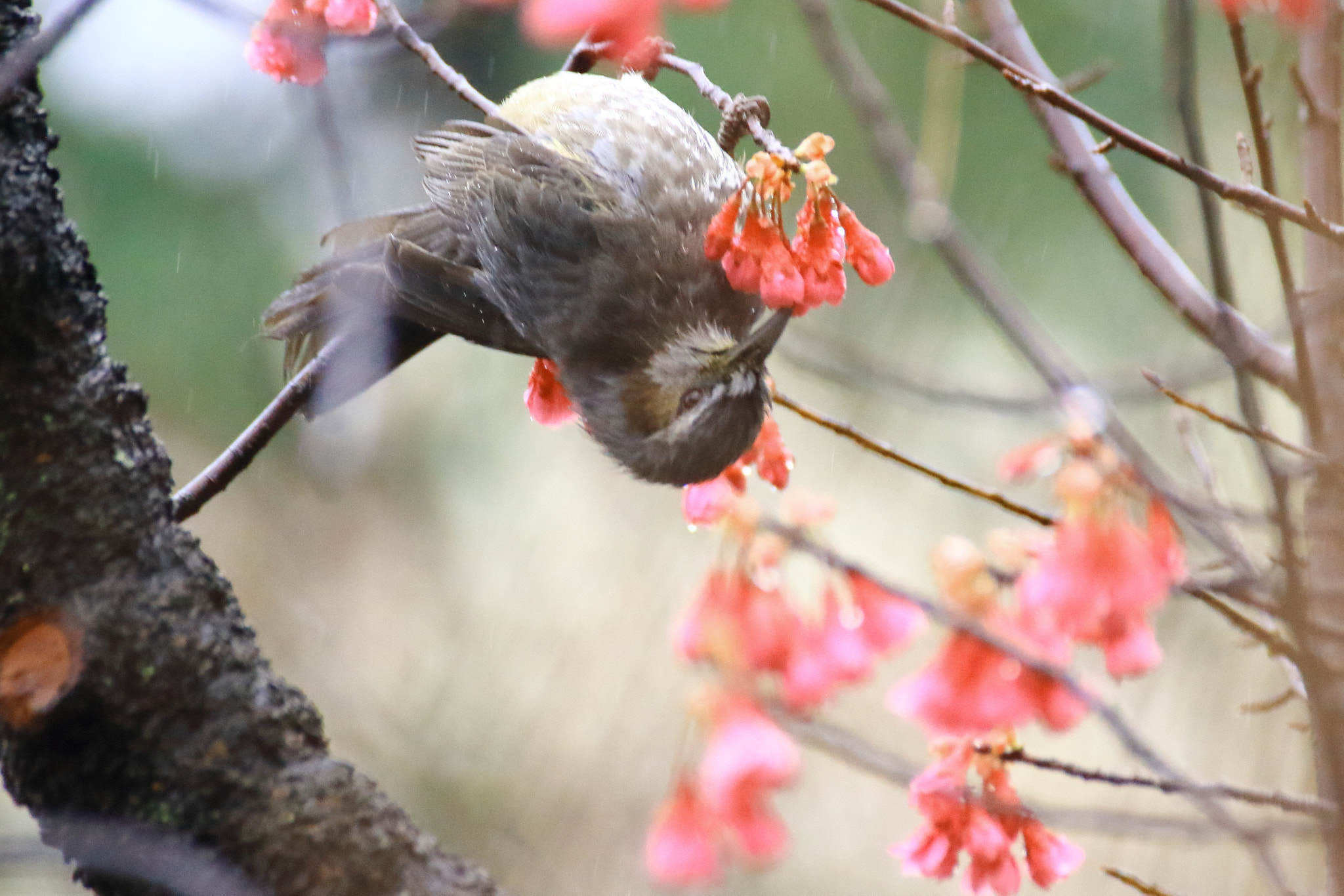 Tamron SP 70-300mm F4-5.6 Di VC USD sample photo. Isn't it sweet ? photography