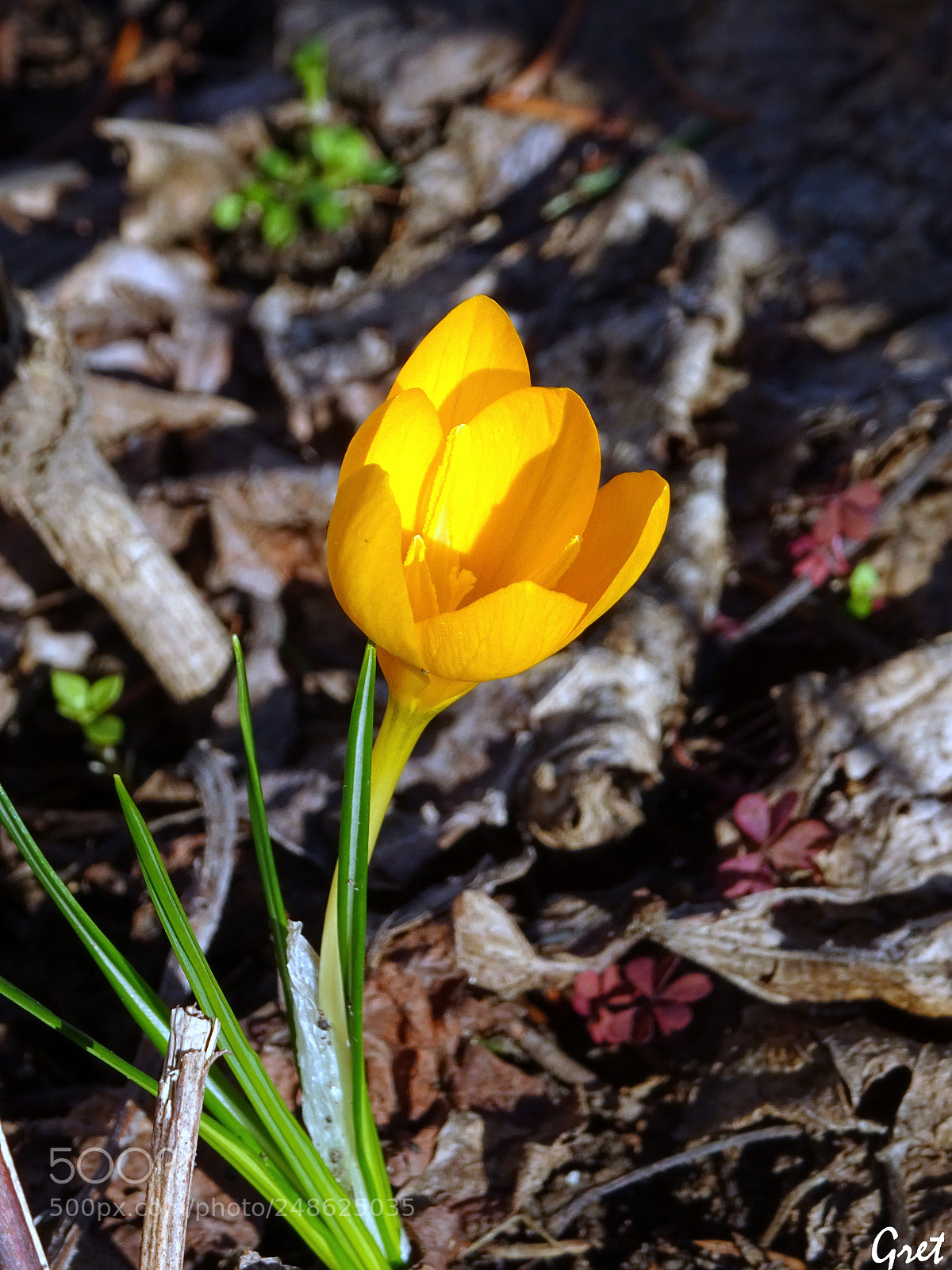 Sony DSC-HX60 sample photo. Spring crocus photography