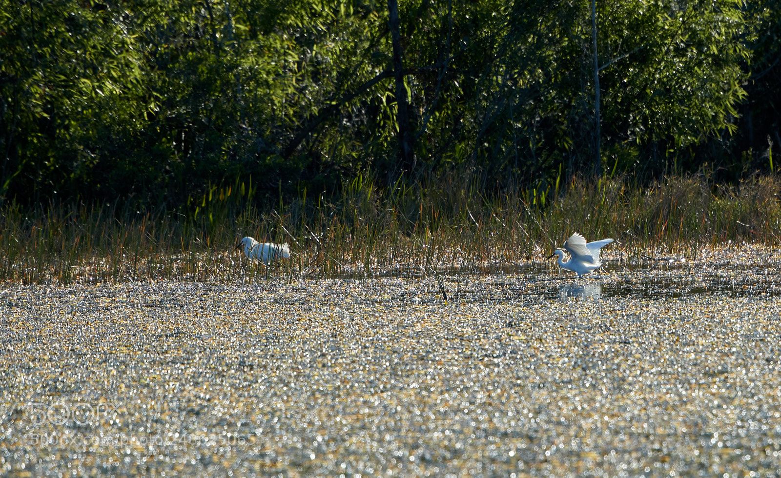 Canon EOS-1D X Mark II sample photo. 03-08-18-0006674.jpg photography
