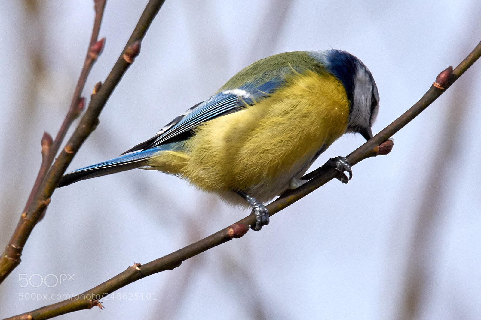 Nikon D7200 sample photo. Blaumeise photography