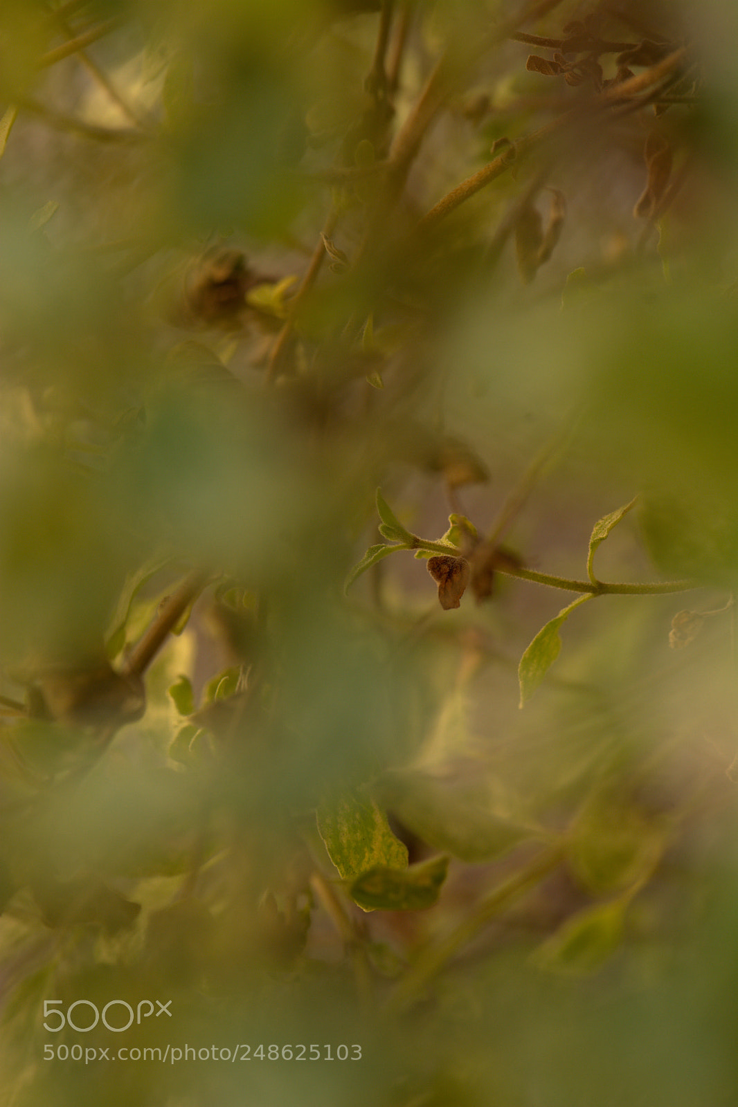 Nikon D7100 sample photo. Diffuse photography