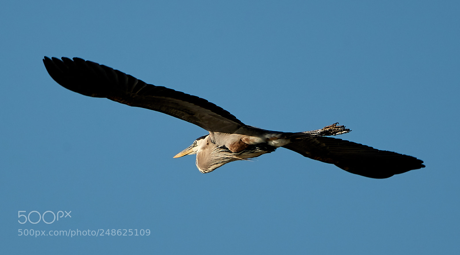 Canon EOS-1D X Mark II sample photo. 03-08-18-0006671.jpg photography