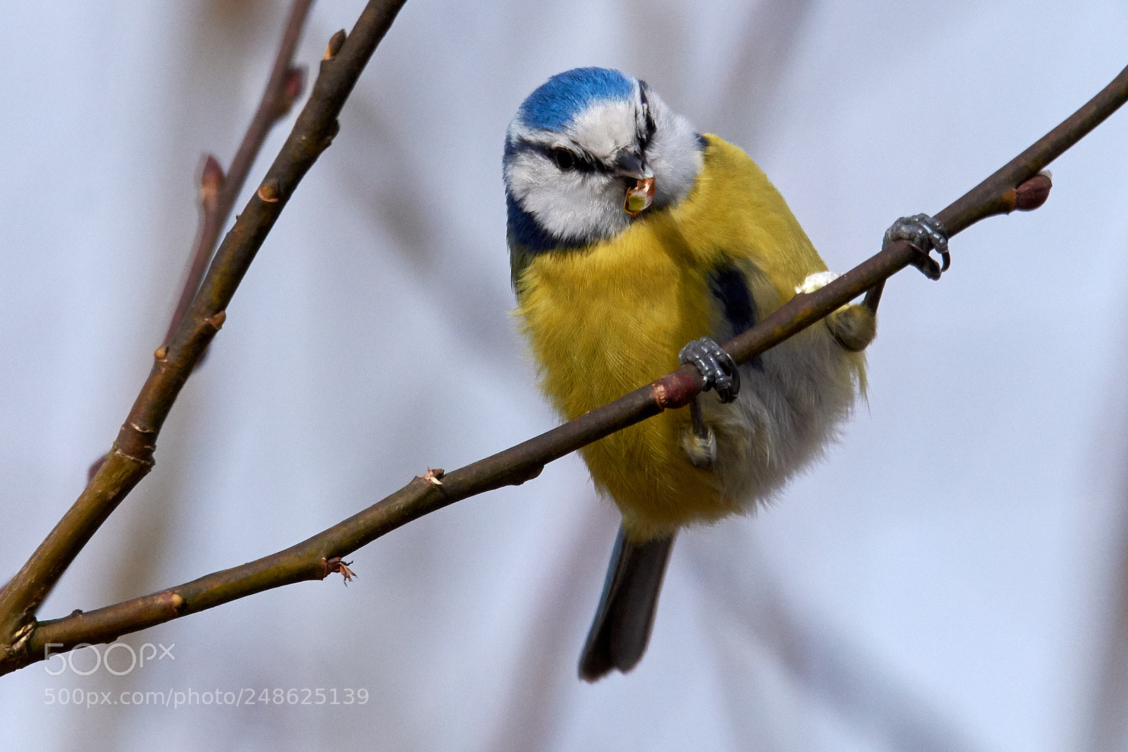 Nikon D7200 sample photo. Blaumeise photography