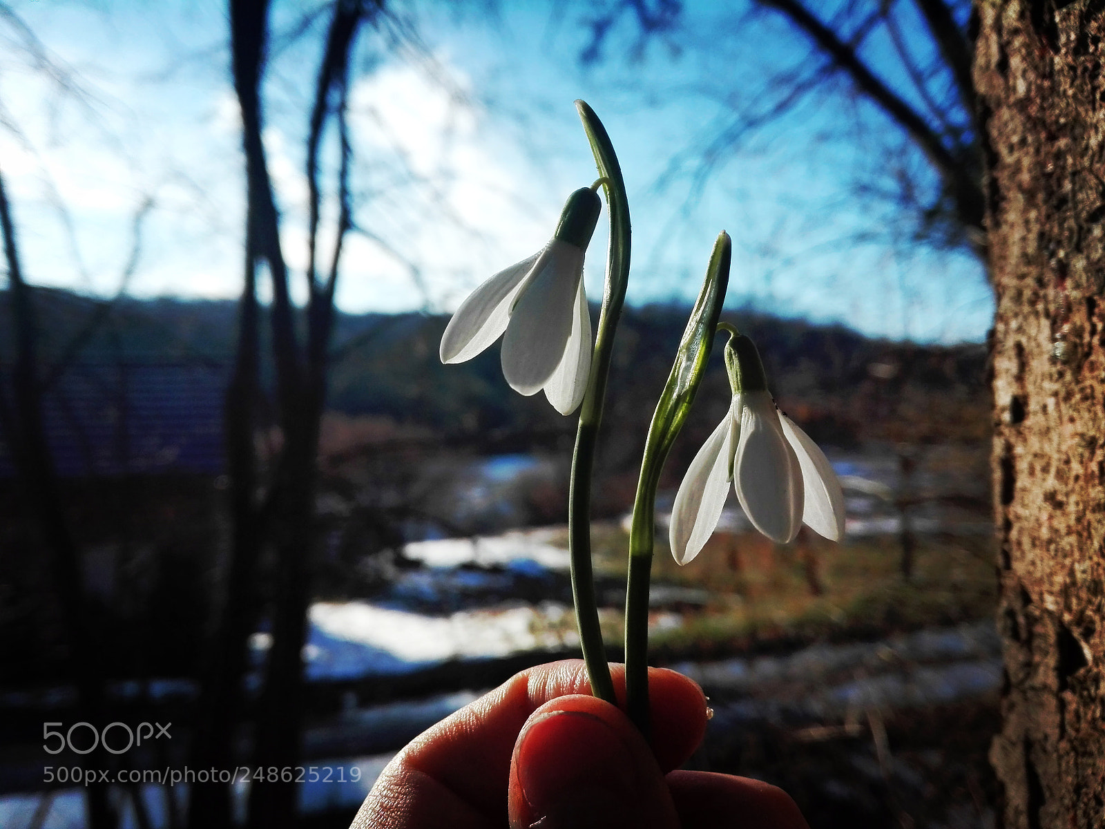 HUAWEI P8 Lite sample photo. Spring is coming photography