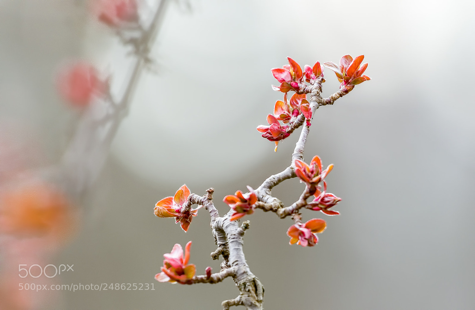 Nikon D500 sample photo. Spring photography