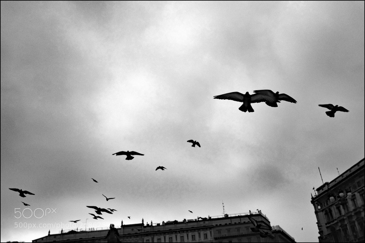 Fujifilm X-E3 sample photo. Flocks of black birds photography