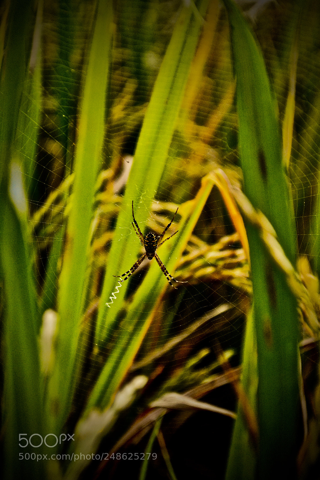 Nikon D5200 sample photo. Spider net photography