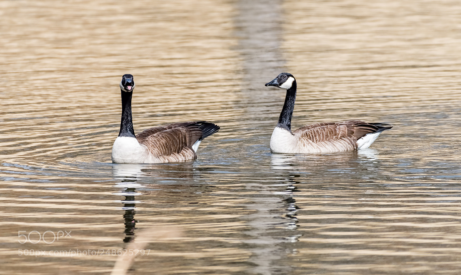 Nikon D500 sample photo. Couple in the spring photography