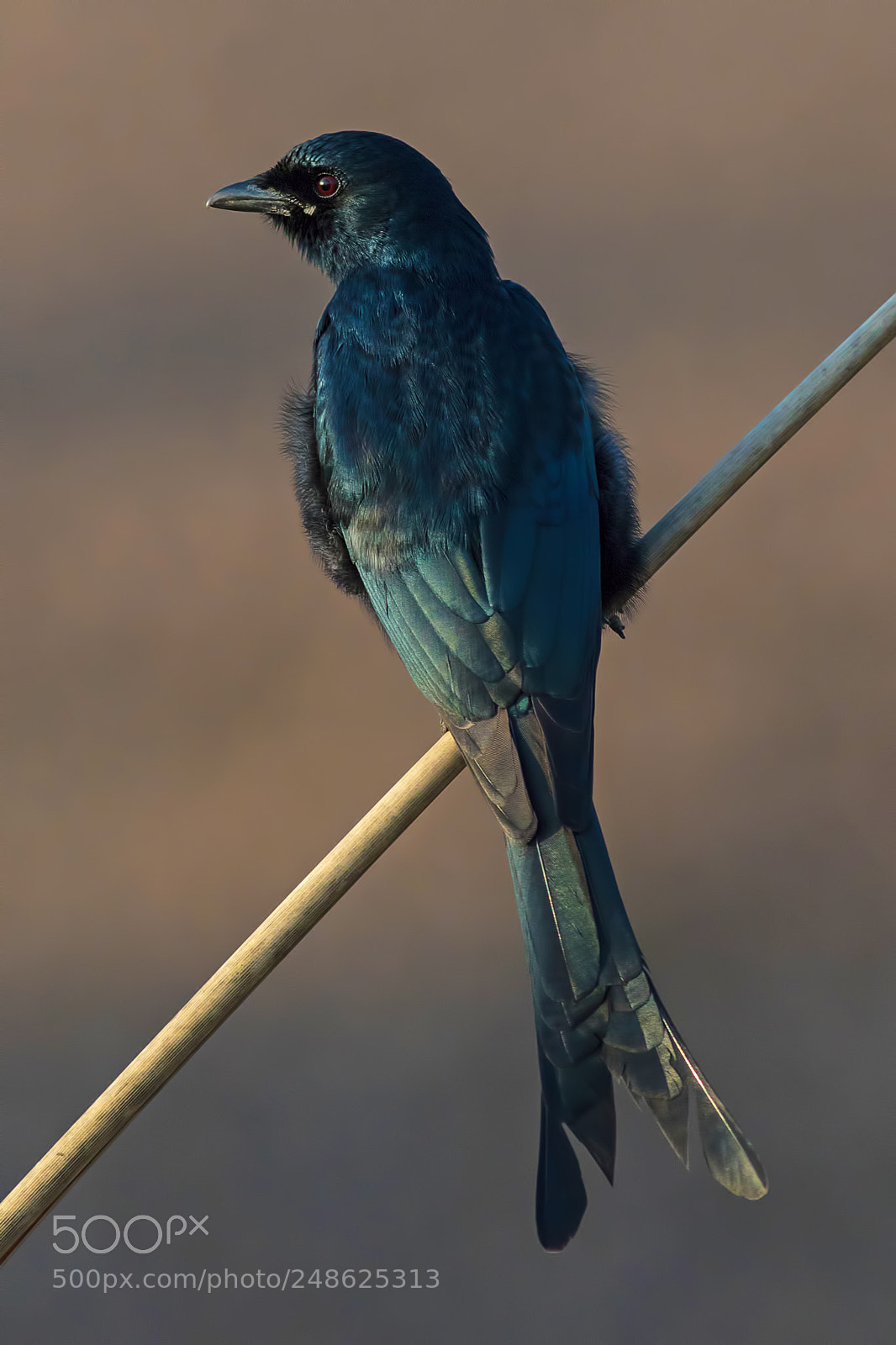 Canon EOS 7D Mark II sample photo. Black drongo photography