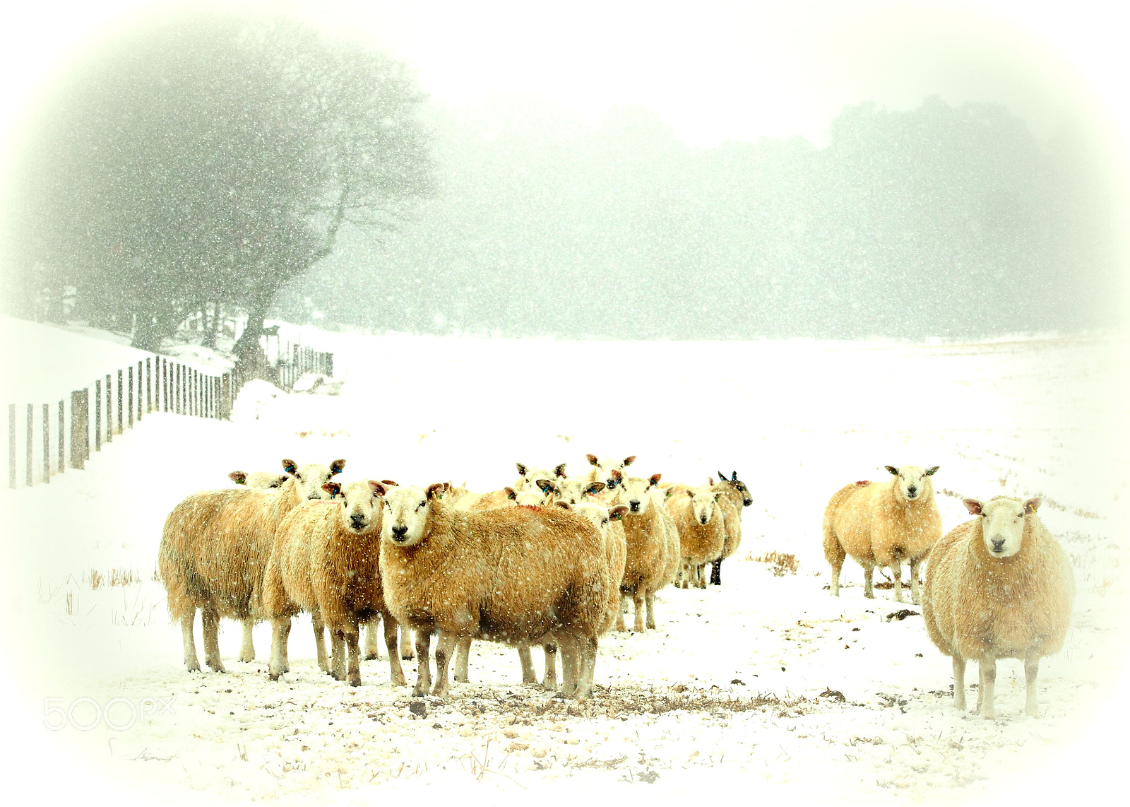 Olympus OM-D E-M1 sample photo. Shivering sheep photography
