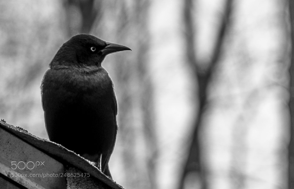 Sony a7R III sample photo. The bird knight photography