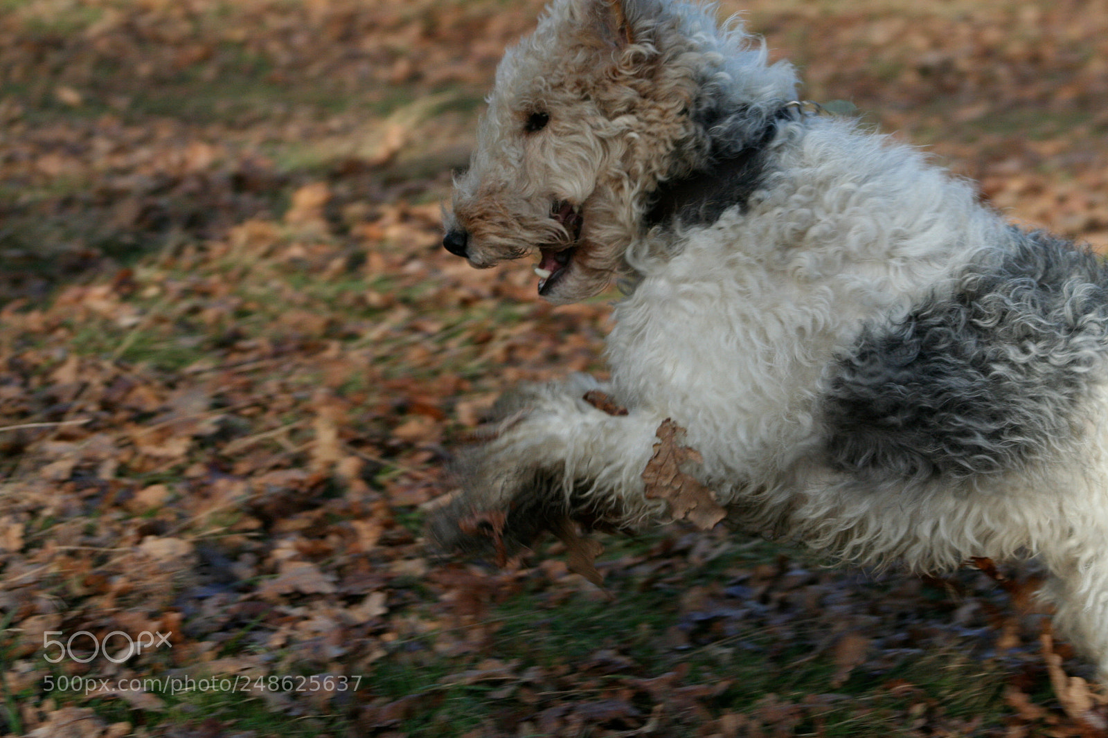 Canon EOS 350D (EOS Digital Rebel XT / EOS Kiss Digital N) sample photo. Img o photography