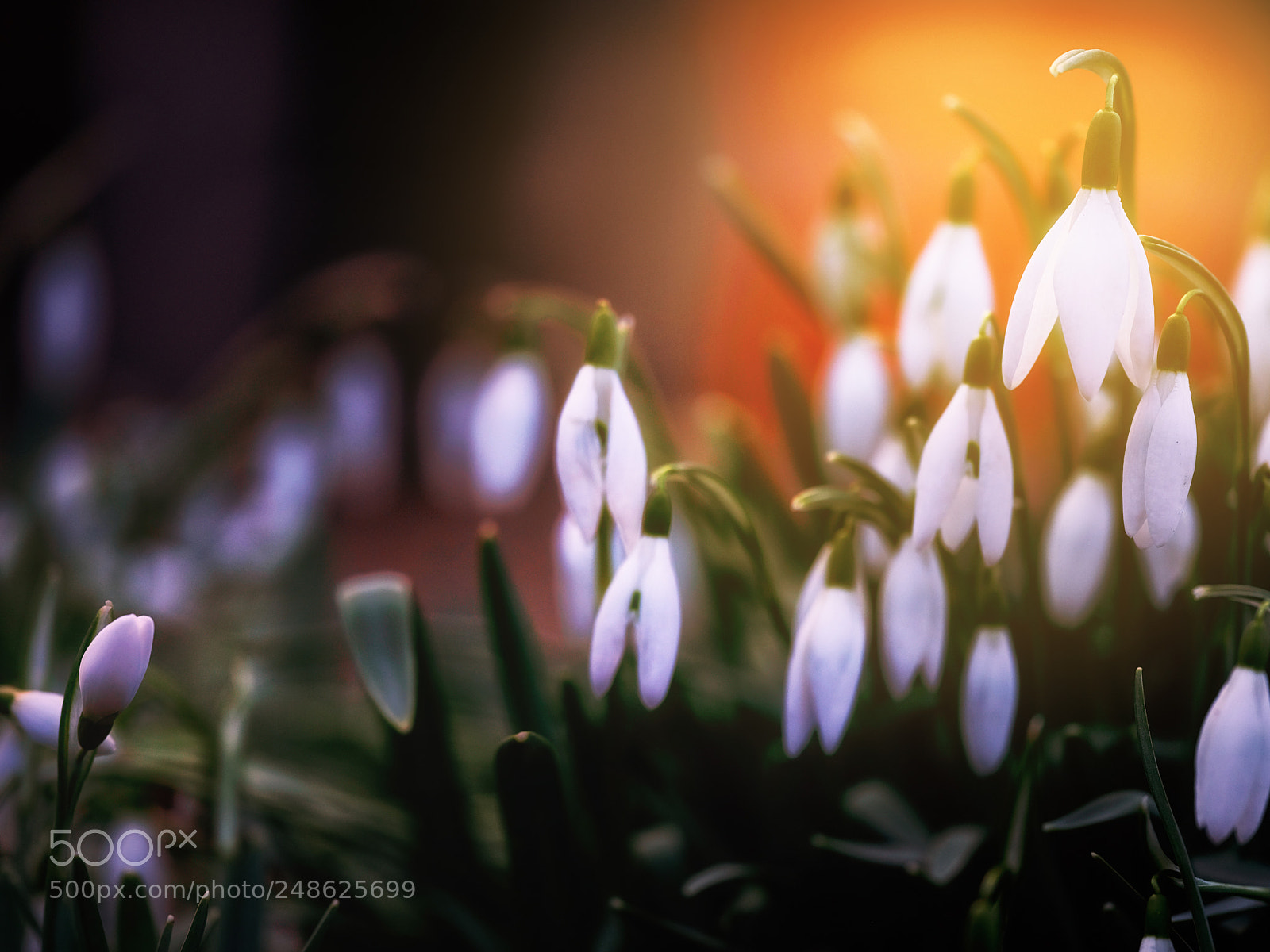 Fujifilm GFX 50S sample photo. Schneeglöchen photography