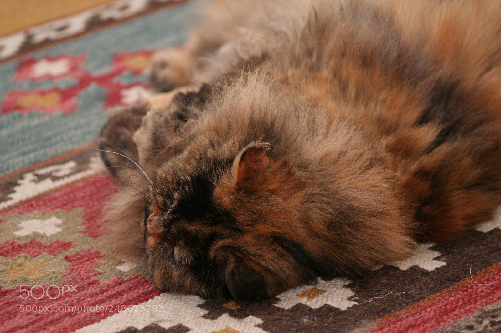 Canon EOS 350D (EOS Digital Rebel XT / EOS Kiss Digital N) sample photo. Img o photography