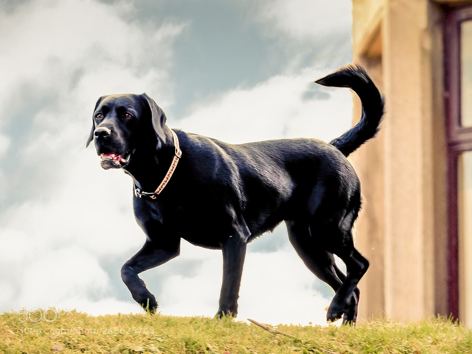 Olympus OM-D E-M1 sample photo. Boss of the house photography