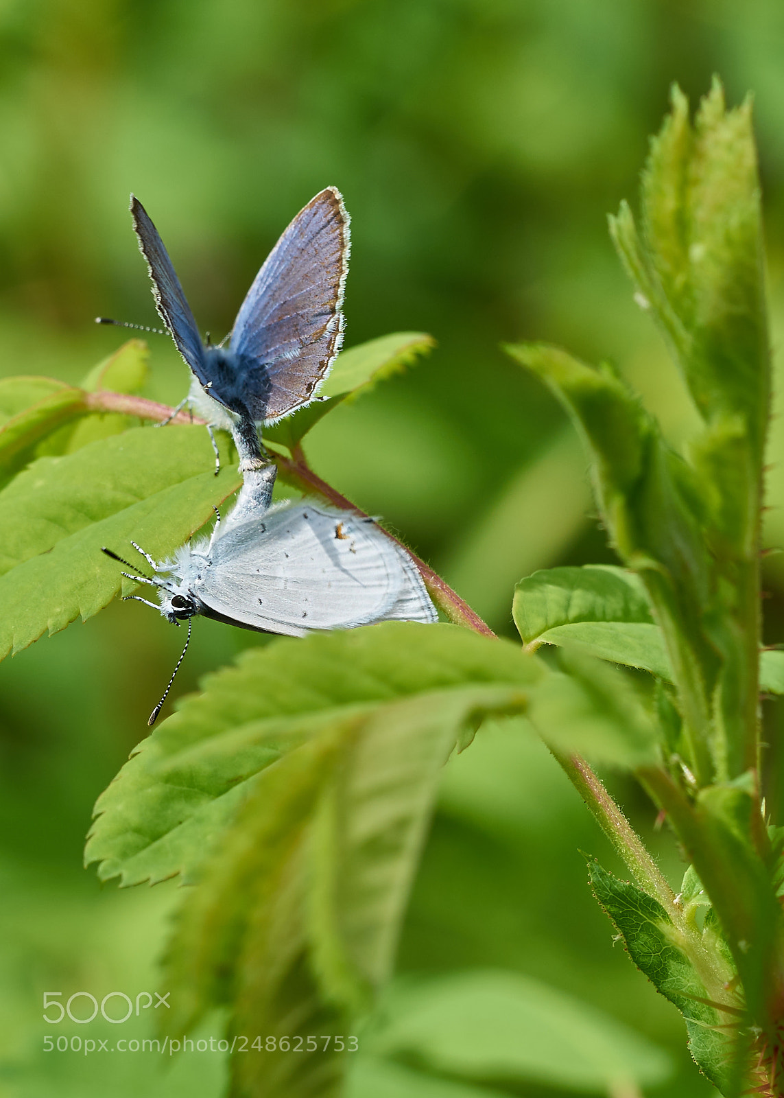 Sony a7R II sample photo. Western tailed-blue photography