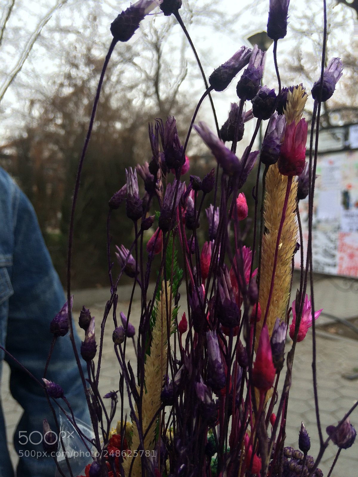 Apple iPhone 5s sample photo. Flowers photography