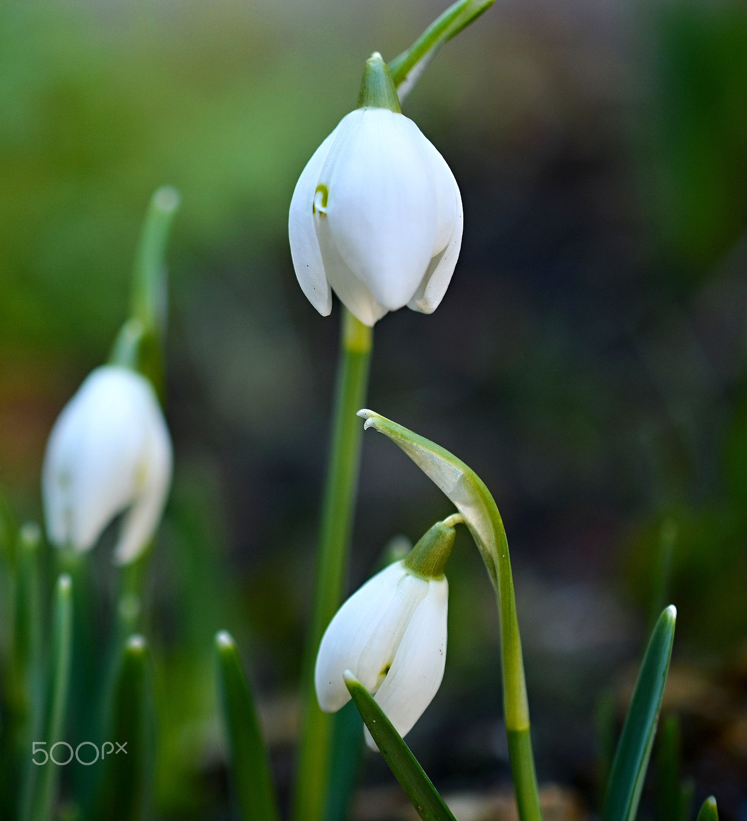 Nikon D610 + Nikon AF-S DX Micro Nikkor 40mm F2.8 sample photo. Flower photography