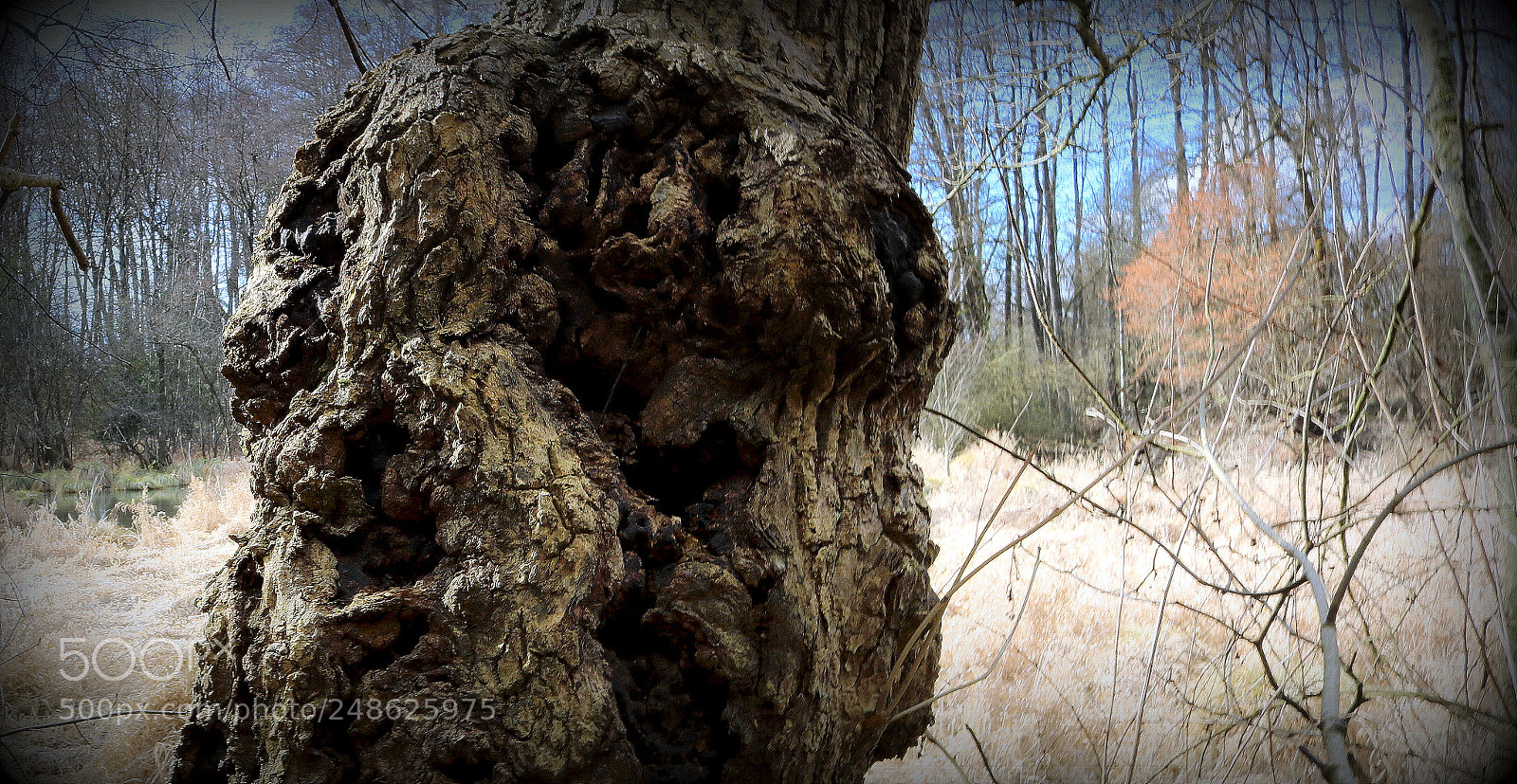 Canon EOS 750D (EOS Rebel T6i / EOS Kiss X8i) sample photo. "hilfeschrei der natur" photography