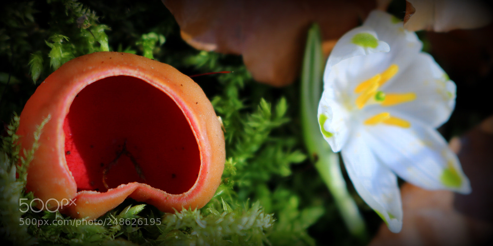 Canon EOS 750D (EOS Rebel T6i / EOS Kiss X8i) sample photo. Symbiose der natur photography