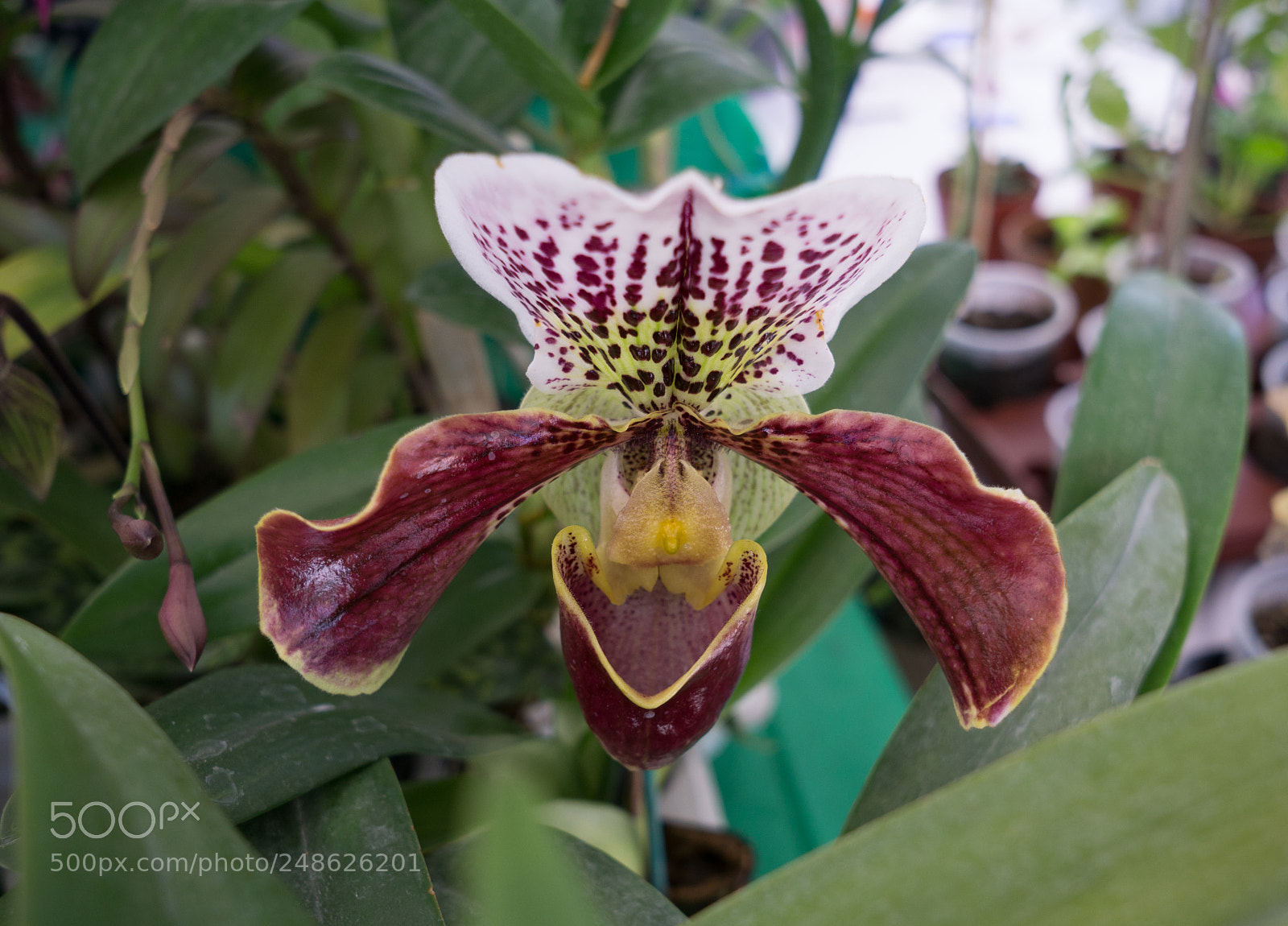 Sony a6000 sample photo. Orchid photography