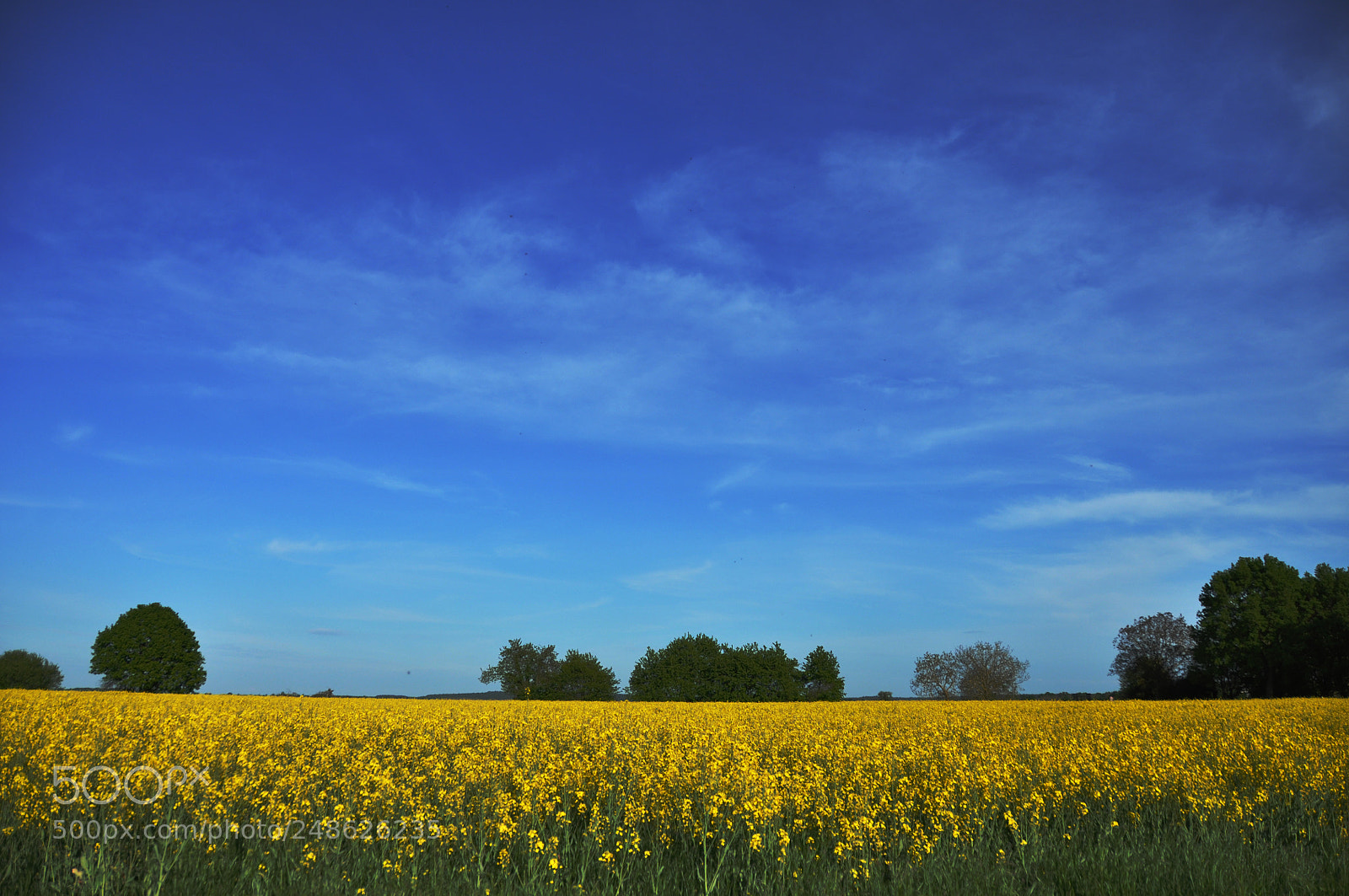 Nikon D5000 sample photo. Endless field photography