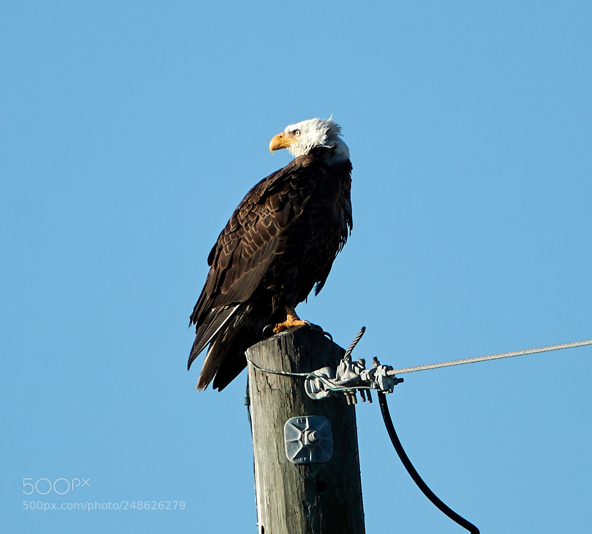 Canon EOS-1D X Mark II sample photo. 03-08-18-0006654.jpg photography